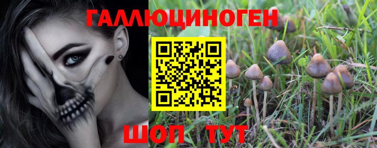 Псилоцибиновые грибы GOLDEN TEACHER  Вход с VPN  Тихорецк 